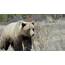 Babine Forest Terrestrial Ecosystem And Grizzly Bear Habitat Mapping  EDI