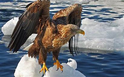 Eagle Wallpapers Animal 1080p Background Resolution Amazing