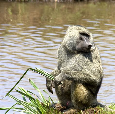 For the most recent version of the list, iucn. Baboons Are Wise Farmers - Infinite Safari Adventures blog ...