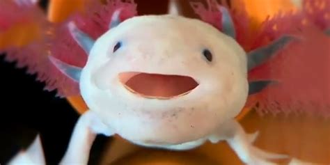 Axolotls Have The Cutest Yawns Videos The Dodo