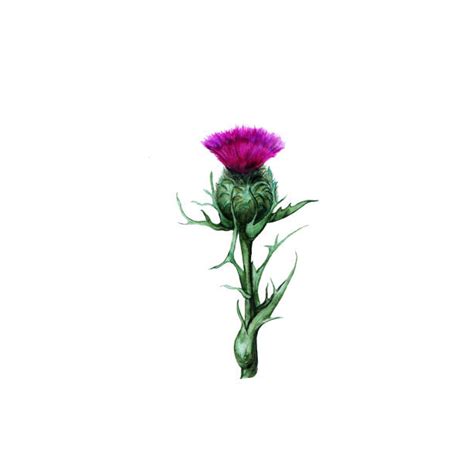 Purple Thistle Flower And Bud Illustrations Royalty Free Vector