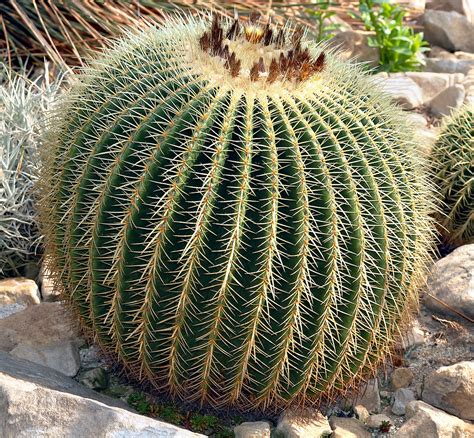 Kaktus Golden Barrel Echinocactus Grusonii