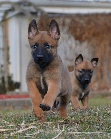 Kahuna is a son of larco and grandson of knph1 dylan perle de tourbiere. Belgian Malinois Puppies