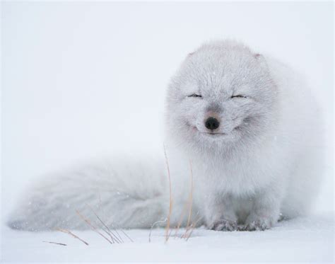 Little White Fox Raww