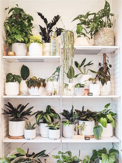 How To Arrange Indoor Plants 11 Ways To Decorate With Greenery