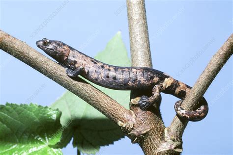 Palm Salamander Bolitoglossa Dofleini Stock Image Z