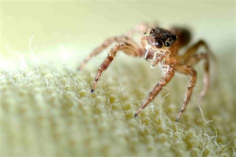 The 10 Most Common Types Of House Spiders In The U S 2022