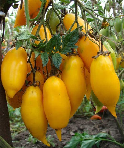 Yellow Tomatoes Golden Canary Zolotaya Kanareyka Tomato