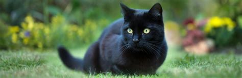 Bombay Cat Breed Information Characteristics And Facts