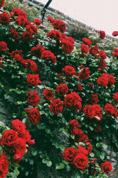 If you see some red rose desktop backgrounds wallpaper hd you'd like to use, just click on the image to download to your desktop or mobile devices. red roses | Tumblr
