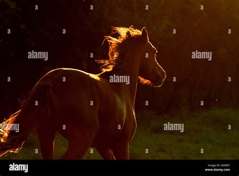 Arabian Horse In Backlight Stock Photo Alamy