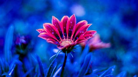 Beautiful Flower Red Flowers Dew Petals Blue Background 4k