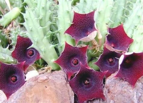 Huernia Schneideriana Red Dragon Flower Red Dragon Ceropegia Red