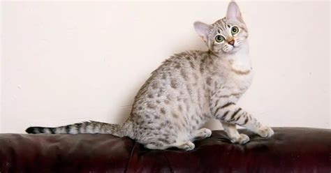 Australian Mist Cat Breed Information And Advice Your Cat