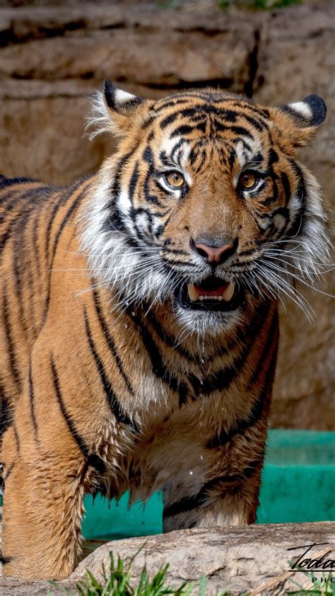 Sumatran Tiger In Zoo 4k Wallpapers Hd Wallpapers Id 28425