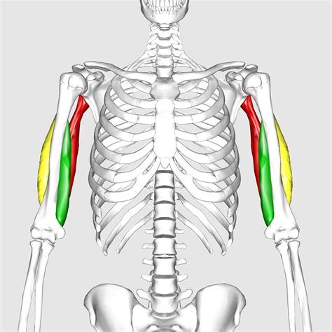 Triceps Brachii Muscle Golf Loopy Play Your Golf Like