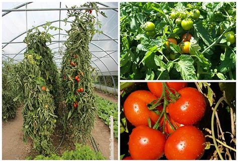High Yield Tomato Plants 50 80 Lbs Per Plant Home And