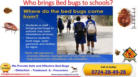 Bedbugs Treatment Assured Pest Control