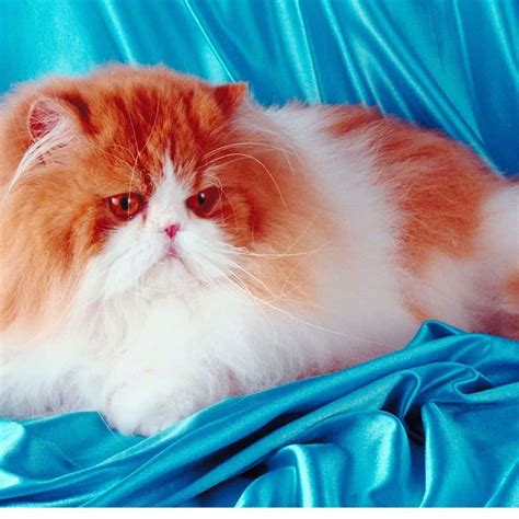 The Glorious Persian Cats Profile Facts And Care Life And Cats