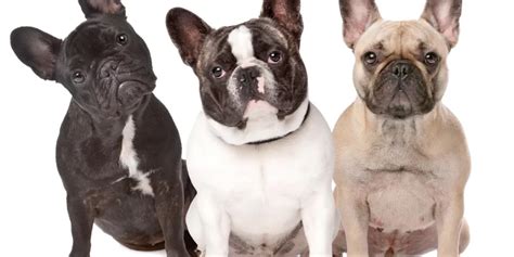 16 Adorable Types Of Bulldog Breeds Animal Corner