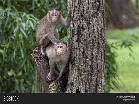 Imagen Y Foto Two Monkeys Playing Prueba Gratis Bigstock