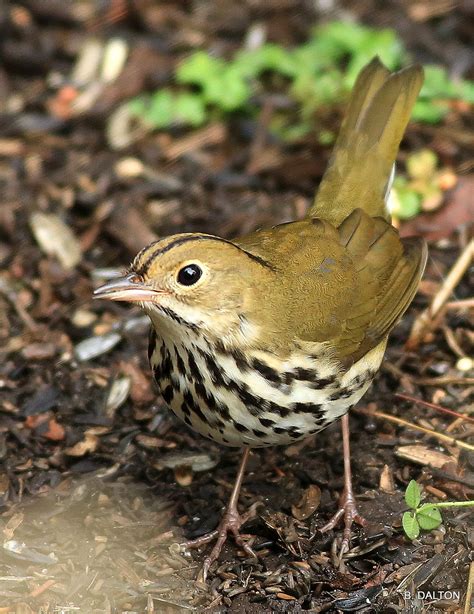Adult Male Ovenbird A Photo On Flickriver