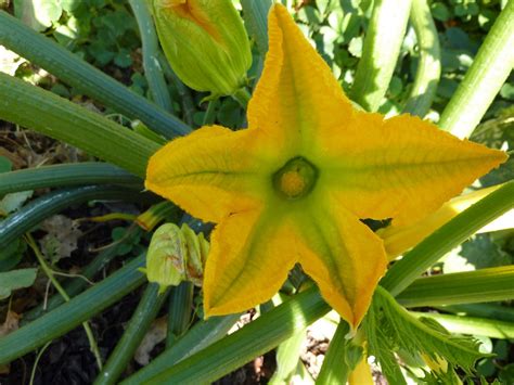 If your female flower isn't pollinated, the little fruit behind it will go yellow, shrivel up and die. Up on Haliburton Hill: Yellow squash flower