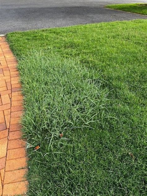 Need Help Identifying Aggressive Grass Variety Rlawncare