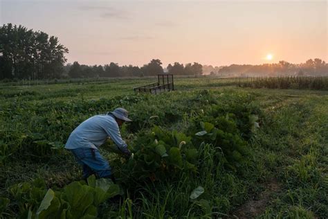 Photo Essay On The Eastern Shore A Farm Transforms Chesapeake Bay