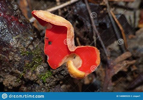 Macro Bright Red Fungus Stock Image Image Of Fistulina 140885525