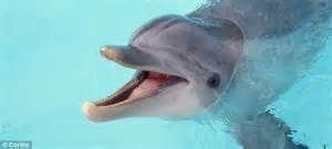 Dolphins Are So Intelligent They Have Individual Names And Call For