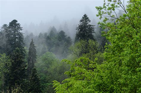 무료 이미지 나무 황야 안개 산맥 녹색 밀림 국립 공원 산등성이 초목 열대 우림 독일 삼림지 서식지