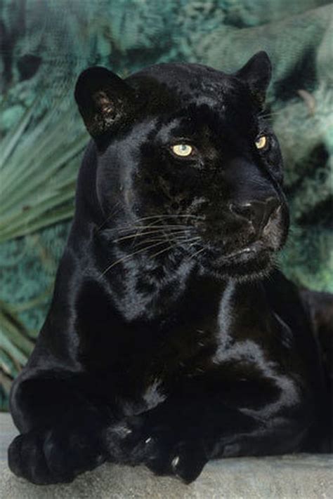 10 Best Pictures Of Black Jaguars Full Hd 1080p For Pc Desktop 2020