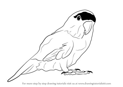 Drawing animals is mainly for entertainment and for all fans to enjoy drawing. Learn How to Draw a Parrot (Zoo Animals) Step by Step : Drawing Tutorials