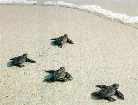 Baby Turtles On Their Journey To The Ocean Baby Animal Zoo
