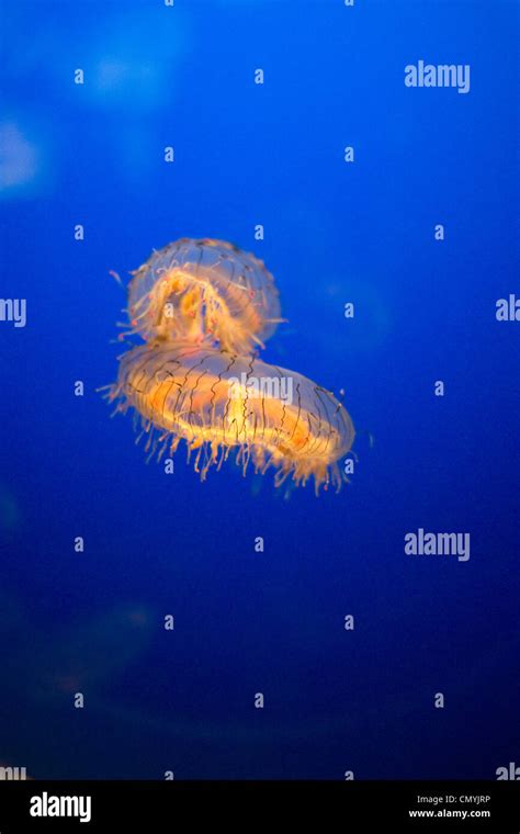 Orange Glowing Jellyfish At Kaiyukan Osaka Aquarium Osaka Japan Stock