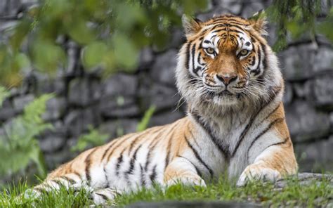 Zoo Tiger Wallpapers Hd Wallpapers Id 21100