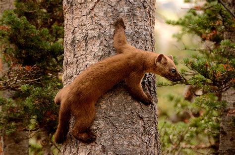 Pine Marten On A Tree Photograph By Tranquil Light Photography Pixels