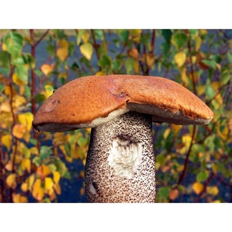 How To Identify And Prepare Edible Wild Mushrooms