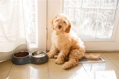 What Is The Temperament Of A Cockapoo