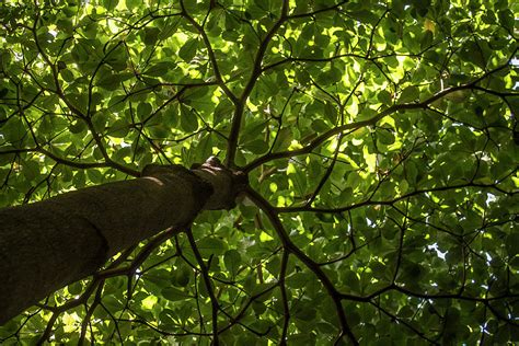 Tree From Below A Perspective Photograph By Isabella Biava Fine Art