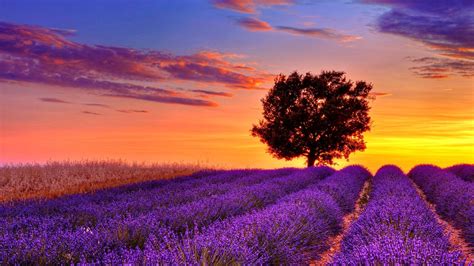 lavender flower field sunset high resolution wallpaper for desktop