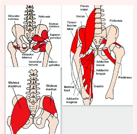 The Muscles Of The Pelvic Platform And The Three Levers Download Scientific Diagram