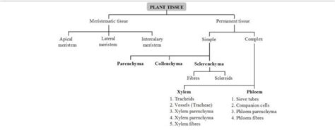 Different Types Of Tissues In Plants And Animals Teethwalls
