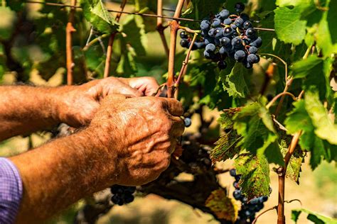 Doc Sicilia Vini Moderni Simbolo Del Made In Italy Italia A Tavola