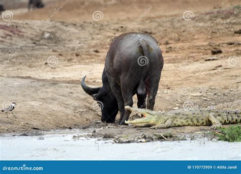 Cape Buffalo And A Nile Crocodile Queen Elizabeth National Park