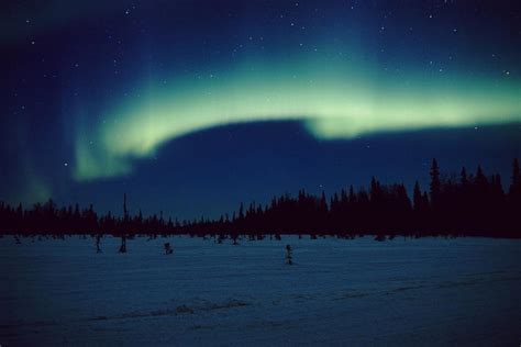 Northern Lights Over Black Spruce Forest During Winter In Southcentral