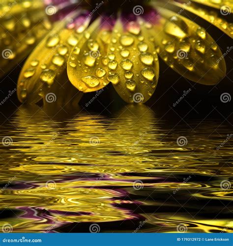 Fresh Yellow Spring Flower With Water Drops Reflection Stock Photo