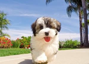 Feel free to connect with them to discover what havanese puppies are for sale in ca today! Havanese Puppies For Sale in California, Havanese Pups for ...