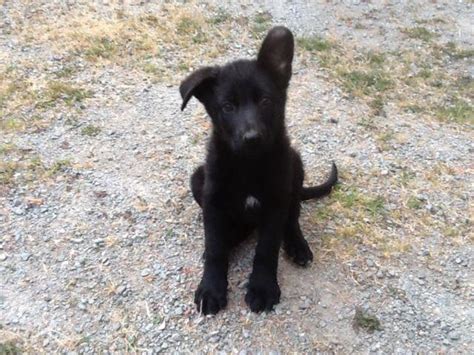 A Gorgeous Black Purebred German Shepherd Female Puppy For Sale In
